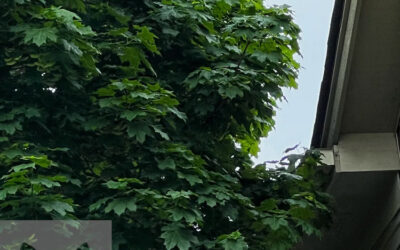 Will Cutting Trees Back Eliminate Critters From My Roof?