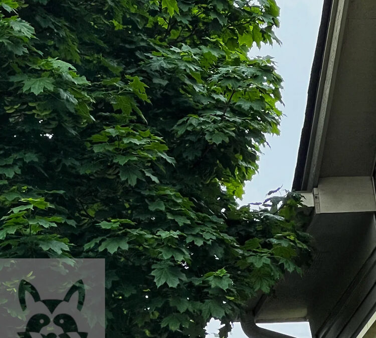 Will Cutting Trees Back Eliminate Critters From My Roof?