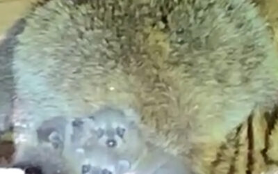 Crying From the Walls? Explained!