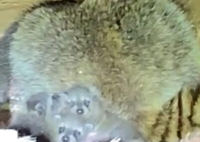 critters-Crying-From-the-Walls