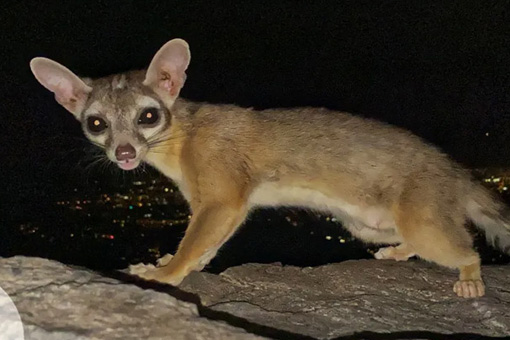 ringtail-removal-services-in-AZ