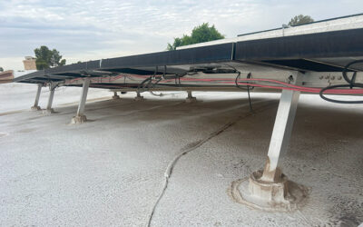 Critters Under Solar Panels?