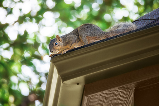 Critter-Removal-Service-Near-Glendale-Arizona