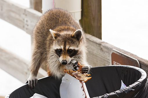 Wildlife-Removal-Services-in-Glendale-AZ