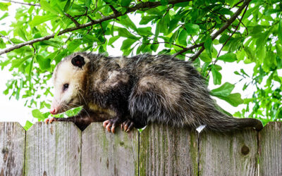 Knowing When to Call Wildlife Removal Services