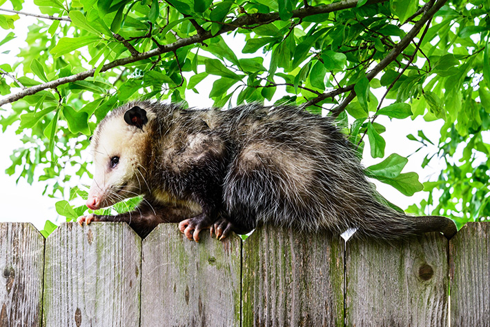knowing-when-to-call-wildlife-removal-services-scottsdale-arizona