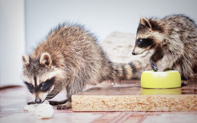 Unmasking the Signs of Raccoons in Your Home
