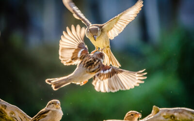 What Attracts Flying Pests and Birds to Your Home?