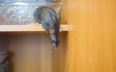 Signs you Need Rat Removal Services