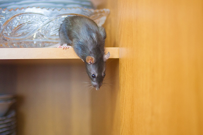 rat-infestation-scottsdale-arizona-wildlife-removal-and-pest-control-services