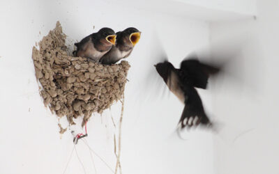 When to Remove Bird Nests from Your Property