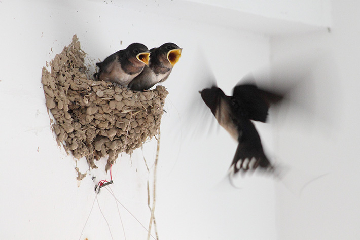 When to Remove Bird Nests from Your Property