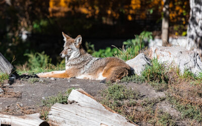 9 Ways to Keep Large Wildlife Off Your Property