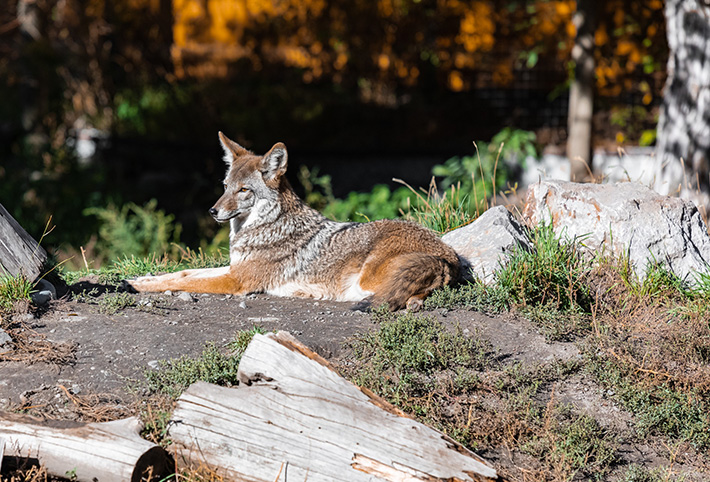 9 Ways to Keep Large Wildlife Off Your Property