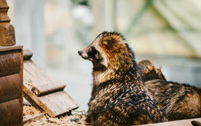 7 Proven Tips to Help Critter-Proof your Home