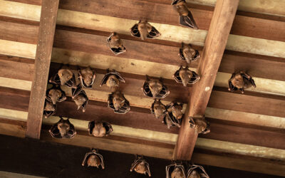 Types of Wildlife Invasions in Your Arizona Home