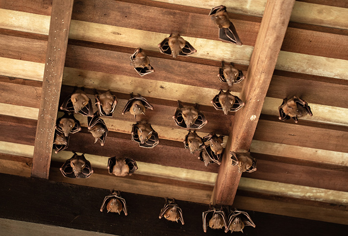 Types of Wildlife Invasions in Your Arizona Home