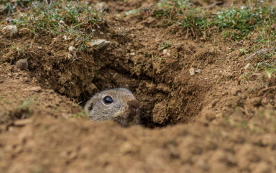 Arizona’s Critters And Signs They’re in Your Yard