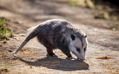 Arizona Wildlife that May Visit your Home this Winter