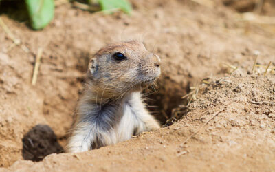 Are Critters Burrowing in Your Yard?