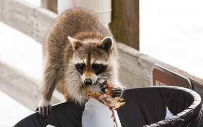 Natural Ways to Keep Wild Animals Out of Your Yard