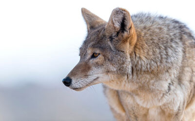 How to Handle a Coyote in Your Yard