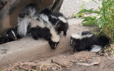 Here are 3 Reasons to Call a Wildlife Removal Expert