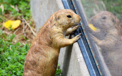 What to Do When Wildlife and Critters Come to Your Home and Stay