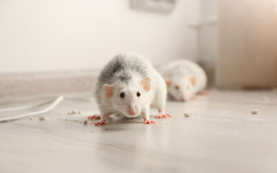 8 Undeniable Signs You Have a Critter Infestation