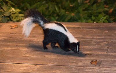 The Best Way to Handle a Skunk Encounter