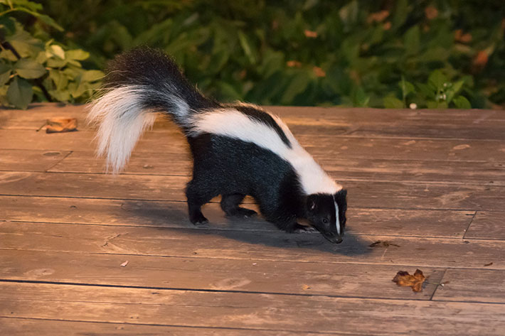 The Best Way to Handle a Skunk Encounter