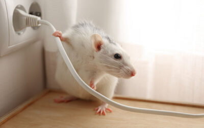 Is There a Mouse in Your House? Removal is a Must