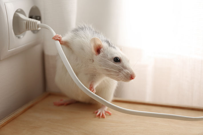 Is There a Mouse in Your House? Removal is a Must