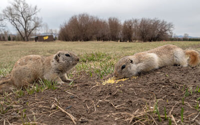 7 Destructive Wild Animals Lurking in Your Arizona Home