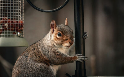 All About Squirrels and the Damage they Can Do