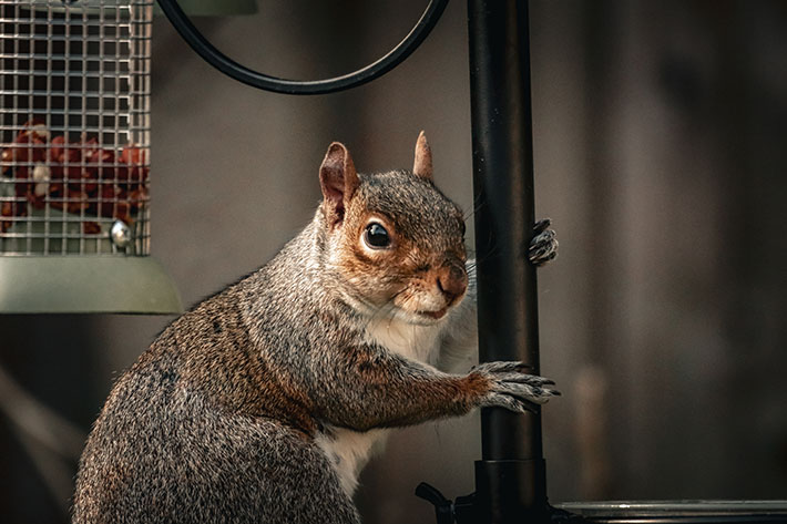 All About Squirrels and the Damage they Can Do