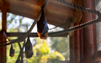Bats Removal Services for Unwelcome Guests in Arizona Homes