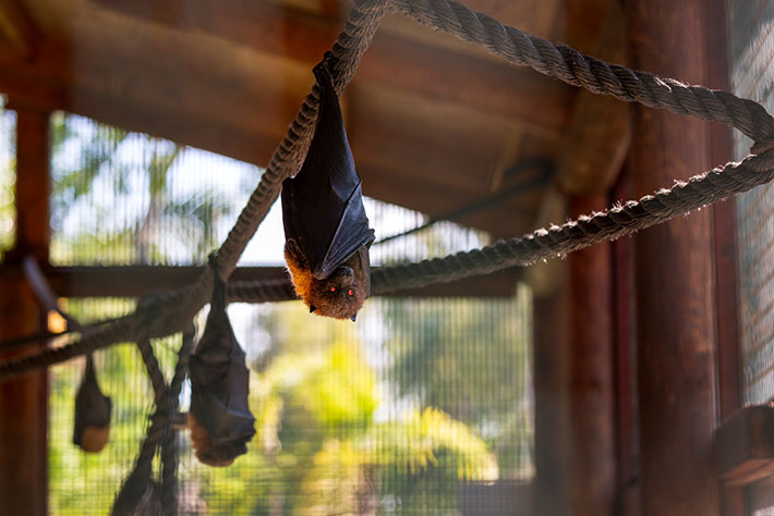 Bats Removal Services for Unwelcome Guests in Arizona Homes