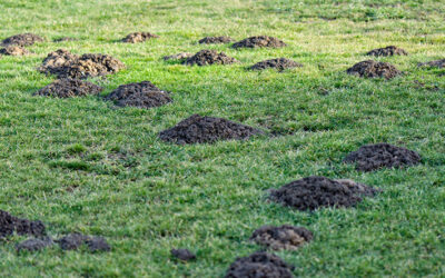 Seasonal Insights into Gopher and Mole Behavior