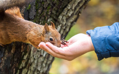 9 Warning Signs You’ll Be Visited by Wildlife