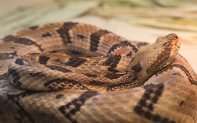 Snakes Alive! – A Humane Guide to Safe Snake Removal