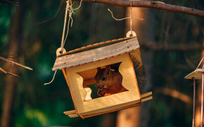 Keep Wildlife Out of Your Yard with These Simple Tips