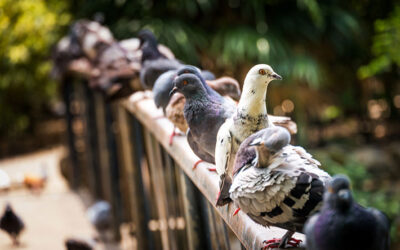 Humane Bird Removal:  Why DIY Isn’t Worth the Risk