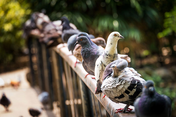 Humane Bird Removal:  Why DIY Isn’t Worth the Risk