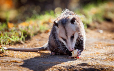 Setting the Record Straight About Opossums