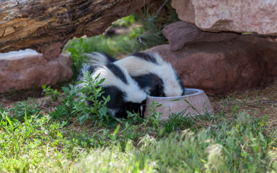 Is There a Skunk on your Property? Here’s What to Do