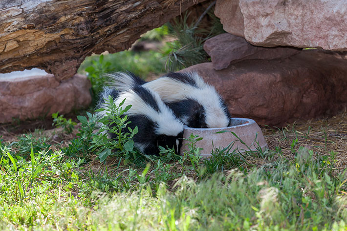 Is There a Skunk on your Property? Here’s What to Do