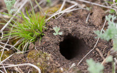 What is Living in that Hole on Your Property?