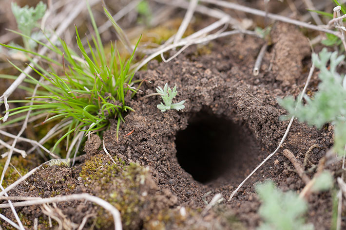 What is Living in that Hole on Your Property?