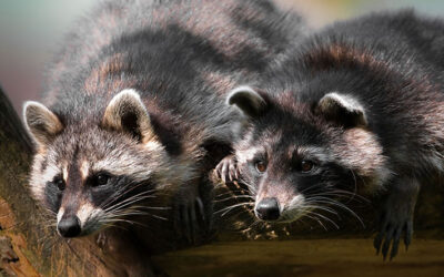 Wildlife to Watch for on Your Arizona Property This Summer